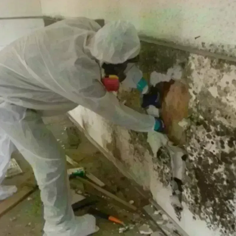 Mold Remediation and Removal in North Star, DE